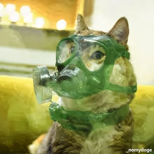 STANKCAT